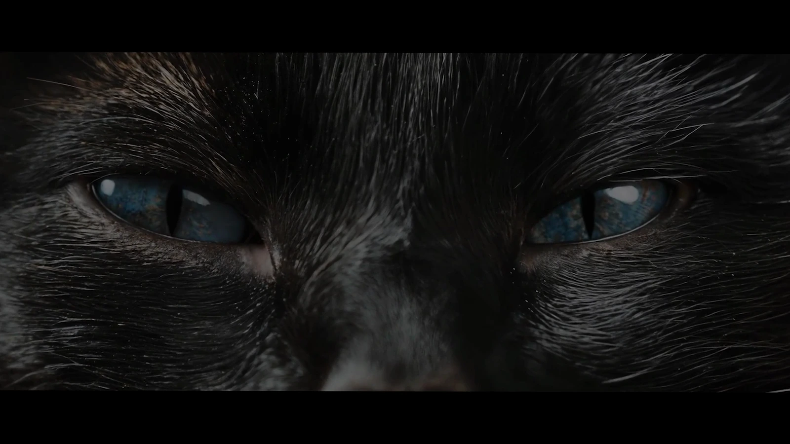 FitFur hero film preview